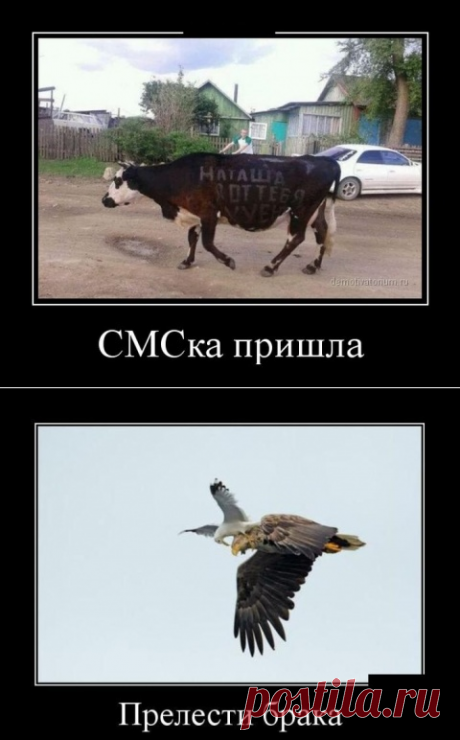 юмор | Записи в рубрике юмор | Клуб друзей с Ярушки.Красоты и хорошего настроения!!