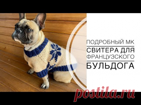 Подробный мастер класс джемпера для французского бульдога