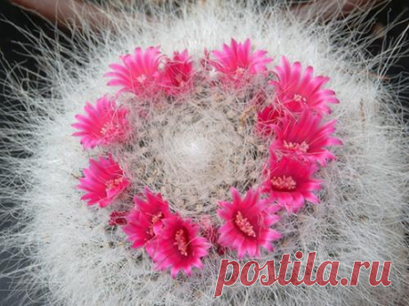 Мамиллярия