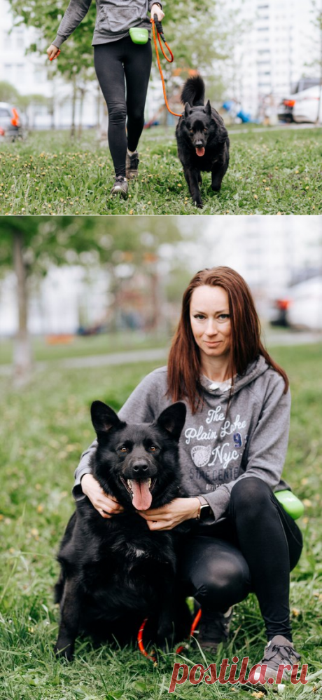 Чак - идеальная собака для любой семьи! Москва – ПОДАРИ НАДЕЖДУ, пользователь Ольга Бавилина | Группы Мой Мир
