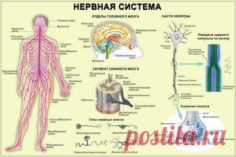 СТРОЕНИЕ И ФУНКЦИИ НЕРВНОЙ СИСТЕМЫ