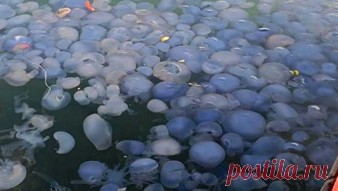 На турецком курорте произошло нашествие медуз. Туристы перестали приезжать на один из популярных турецких курортов из-за нашествия медуз. Об этом сообщает газета Turizm Ajansi. По данным СМИ, наибольшее скопление гигантских медуз наблюдают отдыхающие района Фоча в провинции Измир. ...