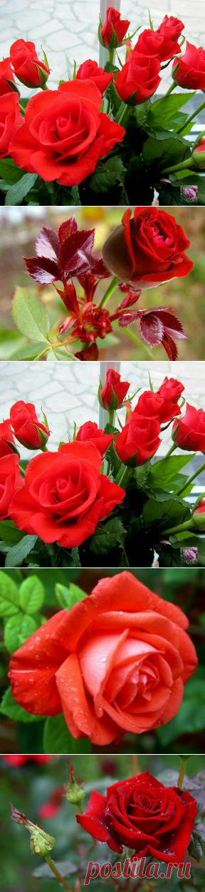 (50) Одноклассники