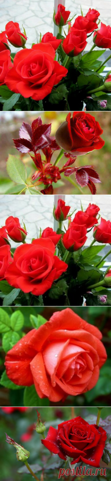 (50) Одноклассники