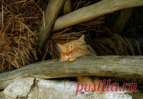 Забавные коты и кошки ← Картинки и фото на Ануб.Ру