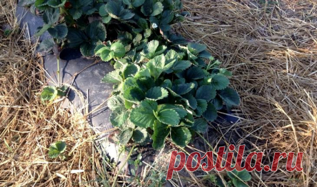 Мульчирование клубники Опытные садоводы знают, что мульчирование клубники — процесс необходимый. Практика мульчирования пришла к нам из-за границы. Ее успешно используют в больших фермерских хозяйствах. Достоинство такого м...