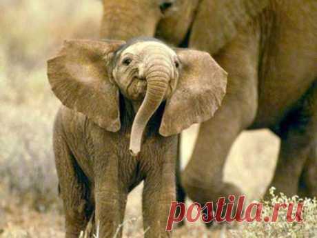 funny-baby-elephant-6.jpg (640×480)