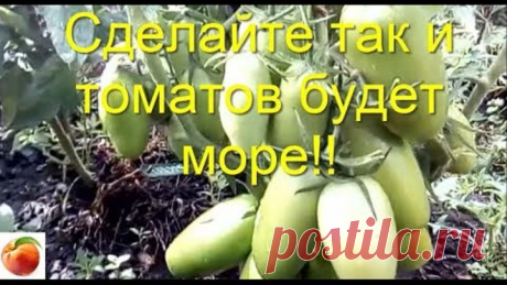 Сделайте так и вырастет много томатов Рассада не вытянется Tomato  Урожай вырастет в разы Всем хорошего урожая! Томатов нарастет еще больше, если Вы вырастите высокорослые сорта томатов по моей подсказке - переведя стебель - в питающий корень! Попробуйте так  и Ваша #РассадаТоматов# станет крепкой и очень мощной - сильная корневая система буквально заставит томат очень обильно плодоносить, завалит Вас помидорами - проверено лично #СибирскийСад#  #УрожайТоматовУвеличивается...