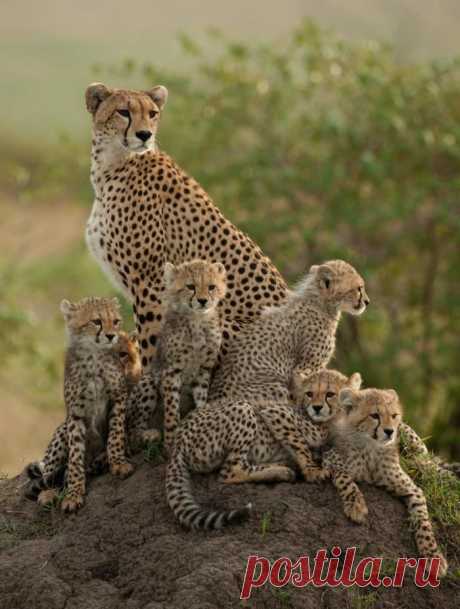 Cheetah family  | Пин от пользователя Tanya Riggs Holliday на доске Animals