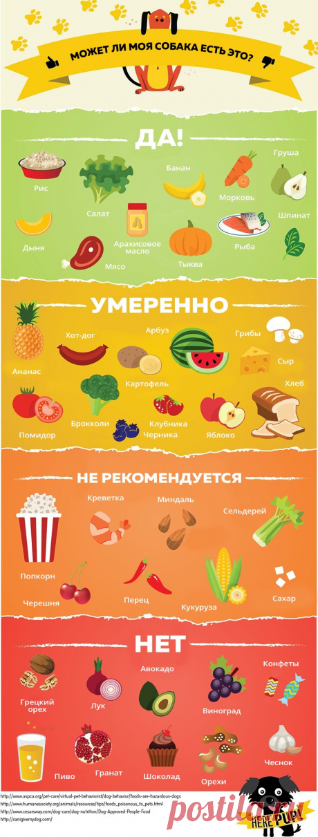 Чем можно, а чем нельзя кормить собак - Лайфхакер