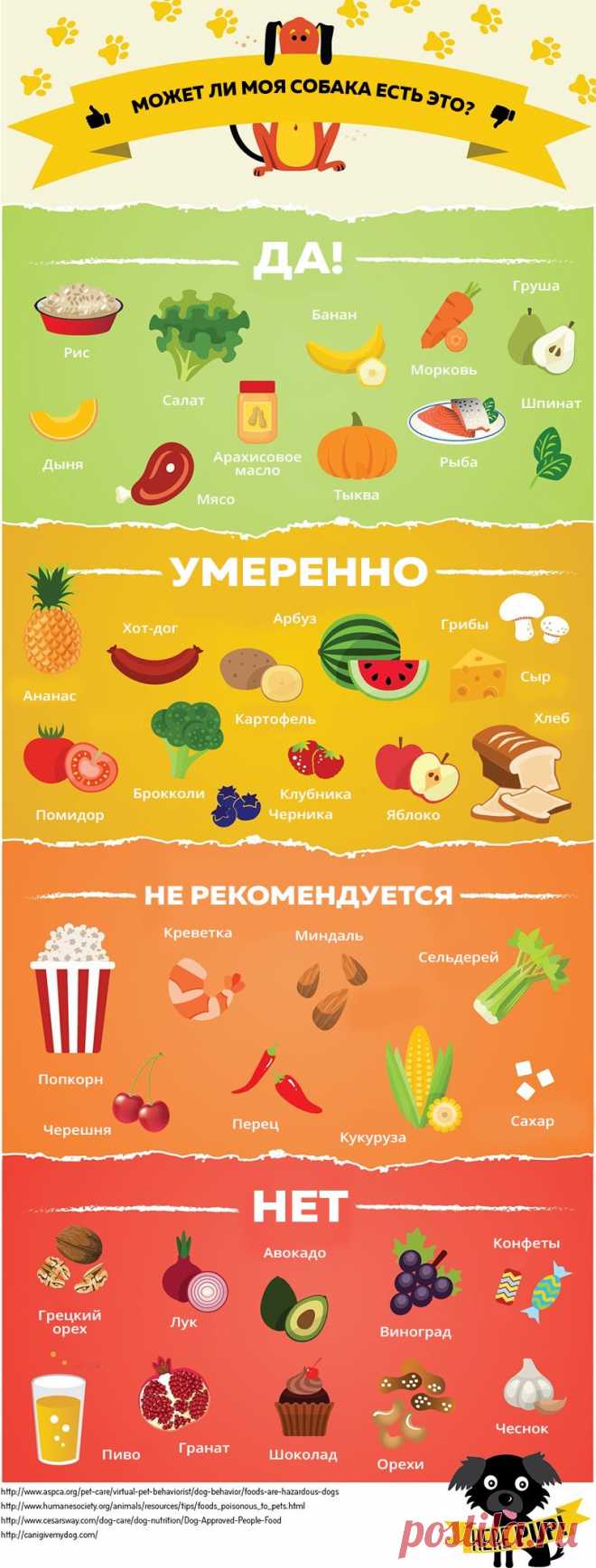 Чем можно, а чем нельзя кормить собак - Лайфхакер