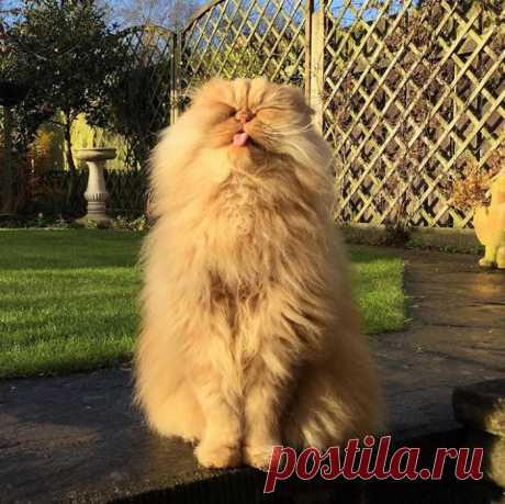 Солнечное настроение