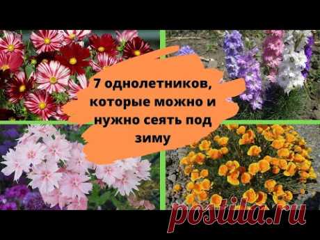 7 однолетников, которые можно и нужно сеять под зиму