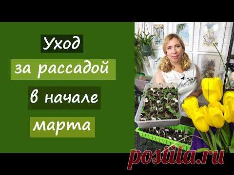 Уход за рассадой в начале марта