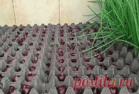 Выращивание лука в картонных ячейках от яиц