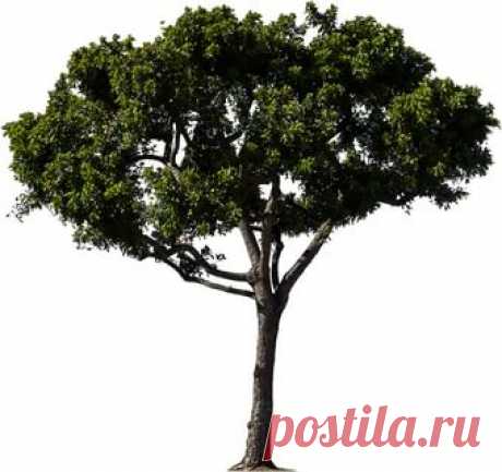 деревья в PNG: 5 тыс изображений найдено в Яндекс.Картинках