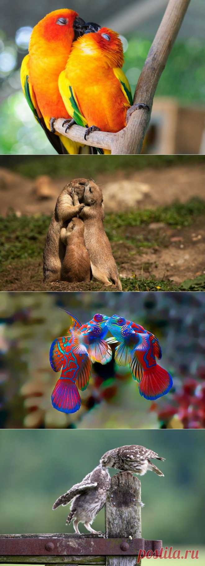 Да, животные тоже целуются и делают это восхитительно | ПИТОМЦЫ