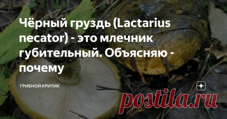 Чёрный груздь (Lactarius necator) - это млечник губительный. Объясняю - почему Даже не могу решить, с чего начать свою статью.  С того, что нашу знаменитую чернушку ещё недавно именовали по-научному (Lactarius necato), что в переводе с латыни означает ничто иное, как "млечник губительный"?
Или с того, что это один из самых любимых и почитаемых на Руси грибов, которые используются для засола и квашения? А может стоит упомянуть о том, что во многих регионах нашей Родины