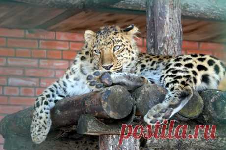 35PHOTO - Borsov Michail - Отдыхающая леопардиха