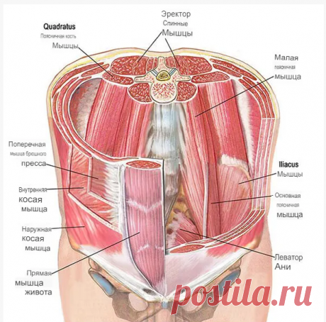 Что такое кор – йога анатомия мышц кора Занятия для начинающих