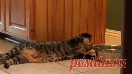 Ленивый котяра))