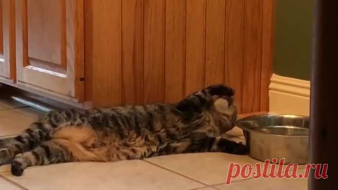 Ленивый котяра))