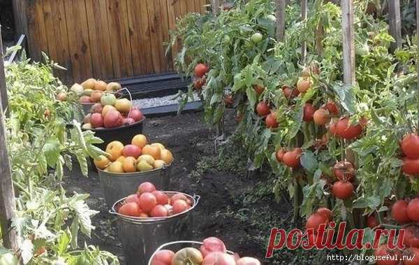 Действенный дедовский рецепт выращивания томатов