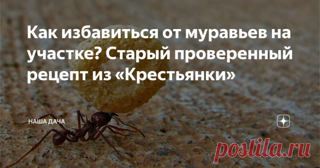 Как избавиться от муравьев на участке? Старый проверенный рецепт из «Крестьянки» Моя мама, как тысячи других мам в Советском Союзе, собирала полезные подшивки из журналов. «Работница», «Крестьянка», «Чаян»,  для нас, детей – «Веселые картинки» и, когда уже стали постарше – «Юный натуралист»… Чаю я, что «поздние» подшивки, годов этак конца 80-х, начала 90-х до сих пор где-то пылятся на чердаке в деревне. Вот, не удивлюсь нисколько…