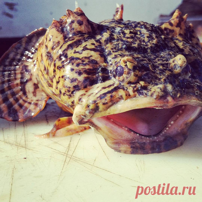 Как выглядит рыба жаба