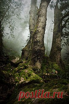 Roots | Flickr - Photo Sharing!