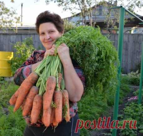 Я морковь сею следующим образом.