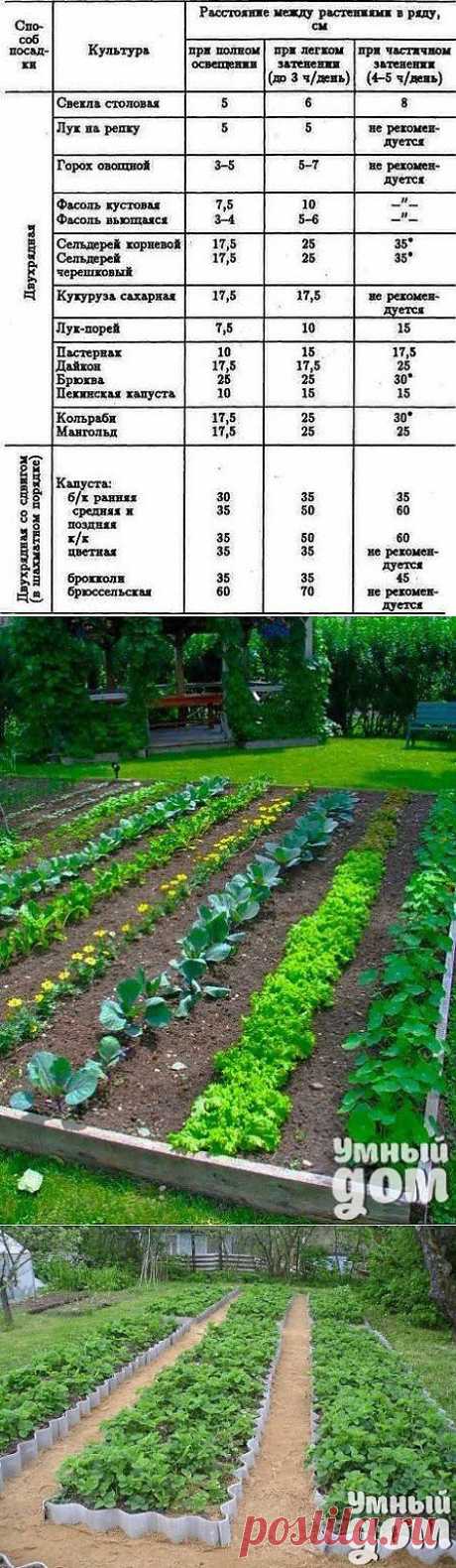Сколько, чего и как &quot;сажать&quot;?