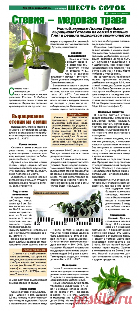 Стевия - медовая трава