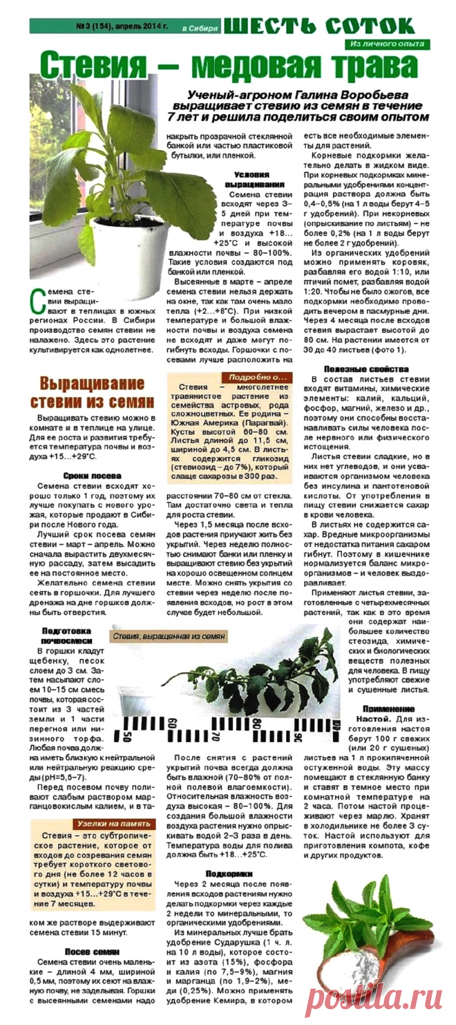 Стевия - медовая трава