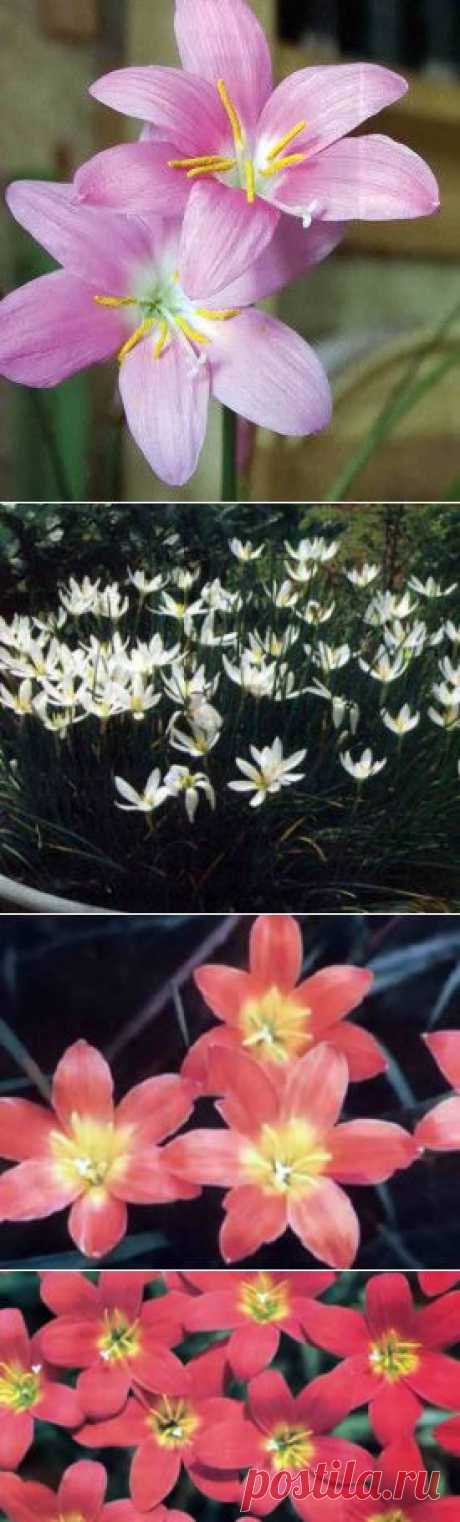 Зефирантес, цветок-выскочка | Дача - впрок