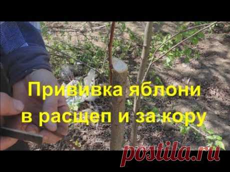 Прививка яблони способами "в расщеп" и "за кору". Inoculation of apple trees