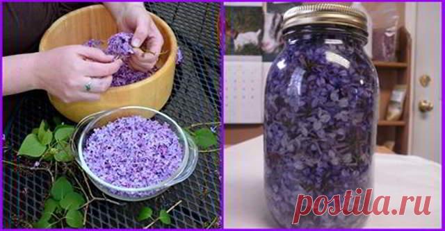 Когда цветет сирень, заполните банку растительным маслом и фиолетовыми цветками… ***