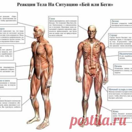 ЧТО ТАКОЕ СТРАХ И КАК ЕГО КОНТРОЛИРОВАТЬ