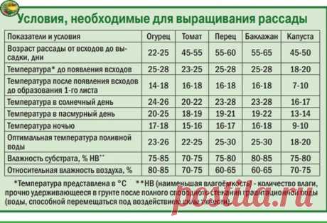 Условия необходимые для выращивания рассады