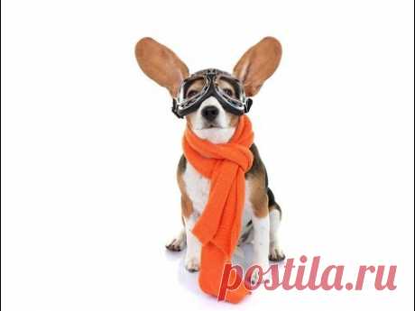 Мастер класс ВЯЖЕМ шапочку собаке ✈ Crochet Dog Aviator Hat ✈  ШАПКА для СОБАКИ с ОЧКАМИ ✌