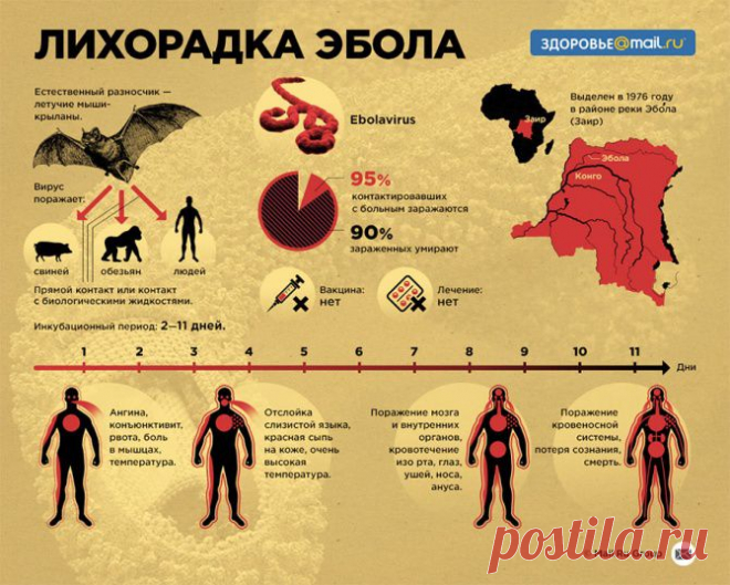 Что нужно знать о лихорадке Эбола - Инфографика. Новости Mail.Ru