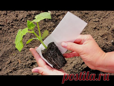 СУПЕР ЗАЩИТА РАССАДЫ ОТ МЕДВЕДКИ И ЖУКА СТРИГУНА БЕЗ ХИМИИ! ПОСАДКА РАССАДЫ ОГУРЦОВ.