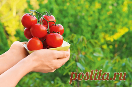 Топ-7 продуктов против рака – Lisa.ru Хочешь снизить риск опасных заболеваний, например, рака? Ешь продукты, способные останавливать рост раковых клеток! Наш список тебе в этом поможет!
