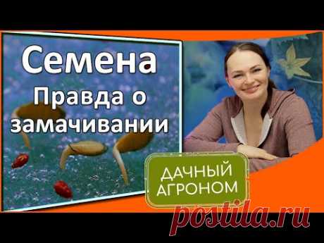 Как не убить семена  Замочить, прорастить, протравить семена перед посадкой без глупостей