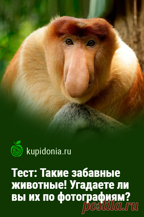 Тест: Такие забавные животные! Угадаете ли вы их по фотографиям?. Развлекательный тест для всех любителей и знатоков мира животных. Сможете ли вы угадать каждого забавного зверя по его фотографии?