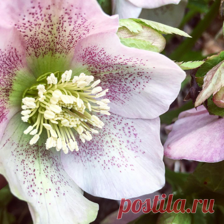 Elissa в Instagram: «Love my hellebore plants but they give me the worst itching scratches up my arms when i garden. Need longer gardening gloves. #hellebore…» 11 отметок «Нравится», 0 комментариев — Elissa (@mrs_cham) в Instagram: «Love my hellebore plants but they give me the worst itching scratches up my arms when i garden.…»