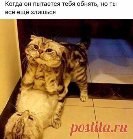 Котятки