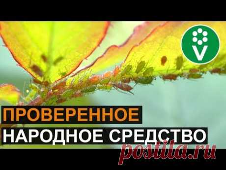 ТЛЯ? Забудьте о ее существовании!