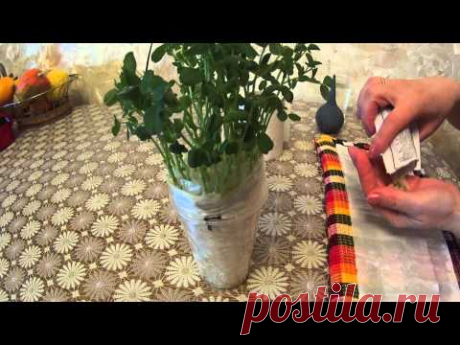 РАССАДА ГОРОШКА БЕЗ ЗЕМЛИ!!!