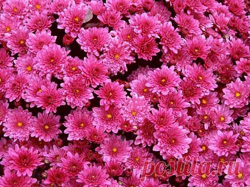 Beautiful Flowers Images Wallpapers